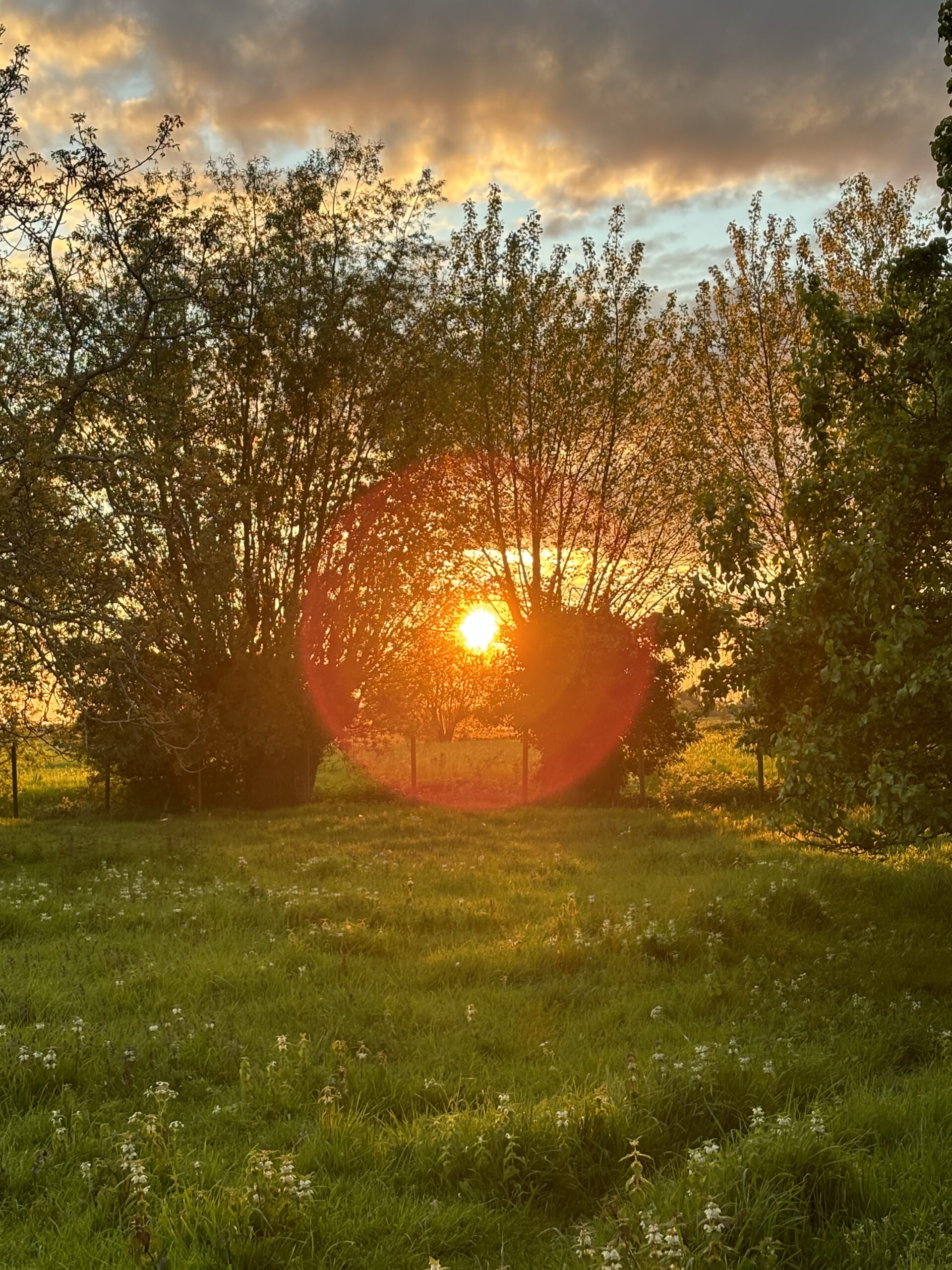 A7E110A4-B2A5-40DA-AC0F-64959050E0ADIMG_5784